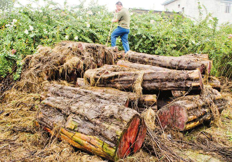 它被称为百果之王,最珍稀的黄金树