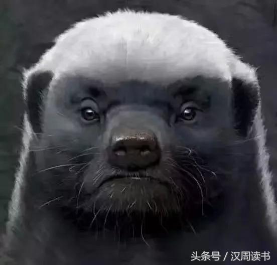 非洲平头哥张狂不是我的本性但是惹我就等于自杀