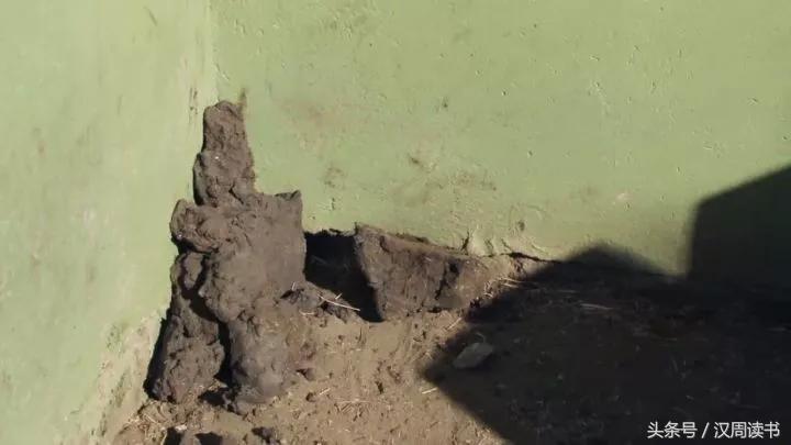 非洲平头哥张狂不是我的本性但是惹我就等于自杀