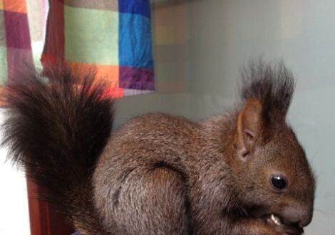 魔王松鼠好养吗,松鼠叫声魔王