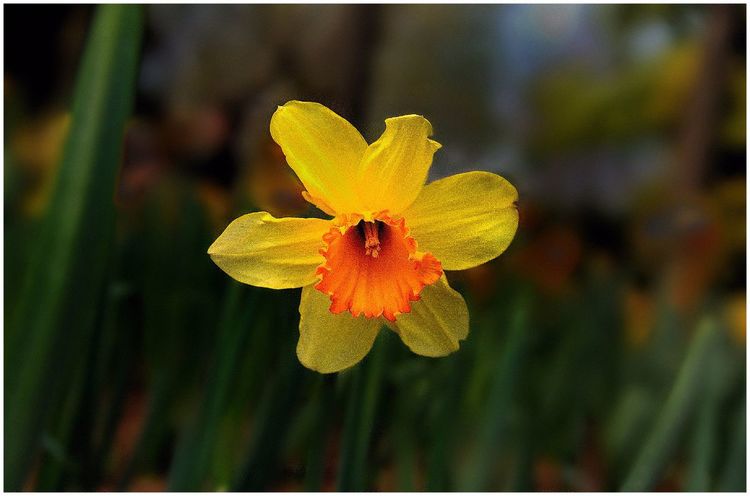 代表独特的花语的花是什么,什么花的花语是惊艳人心的呢