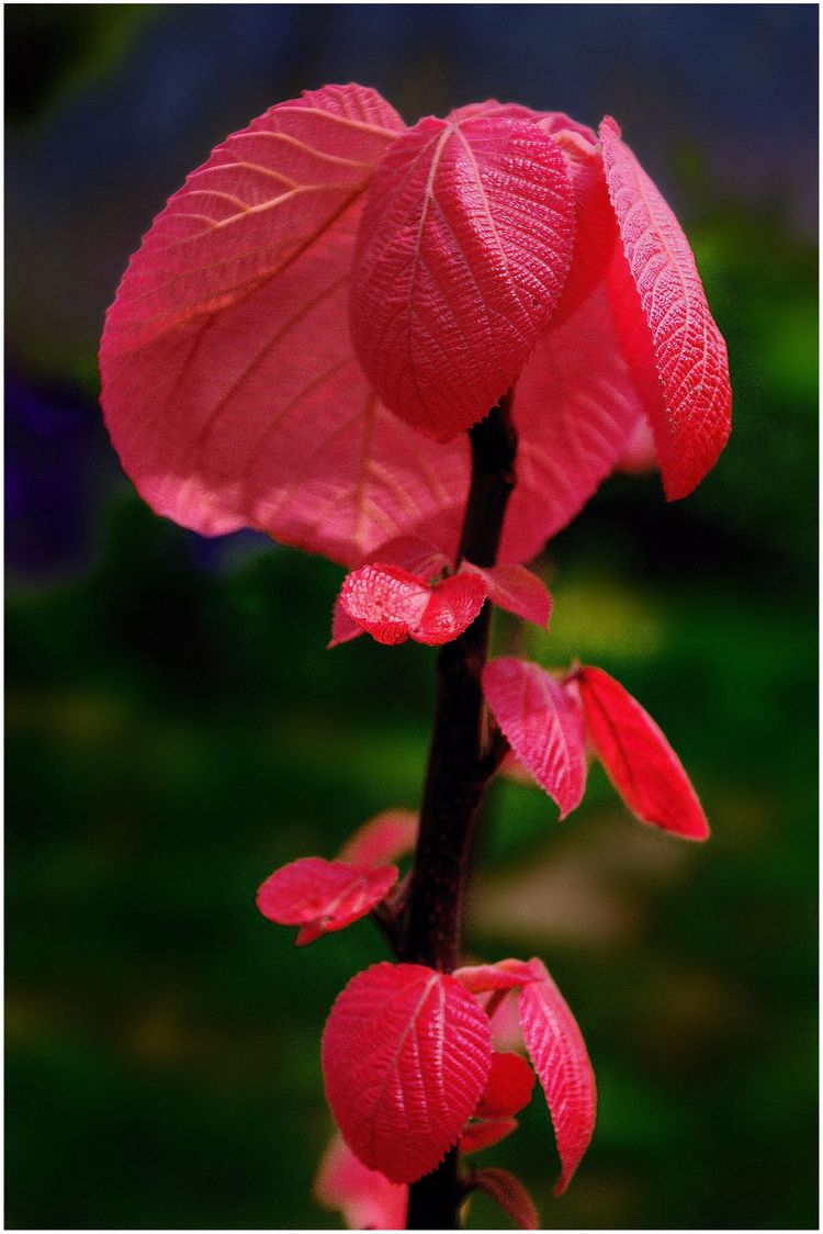 代表独特的花语的花是什么,什么花的花语是惊艳人心的呢
