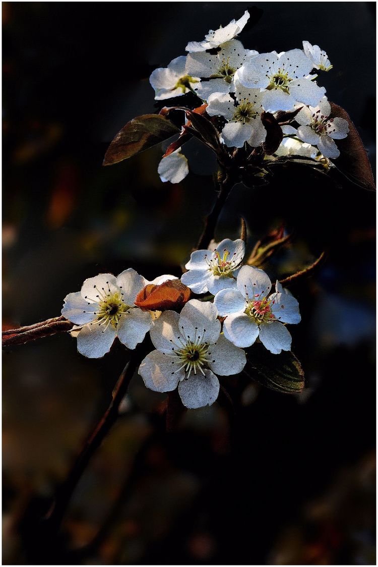 代表独特的花语的花是什么,什么花的花语是惊艳人心的呢