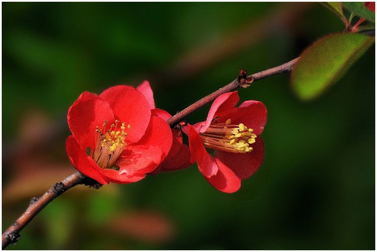 代表独特的花语的花是什么,什么花的花语是惊艳人心的呢
