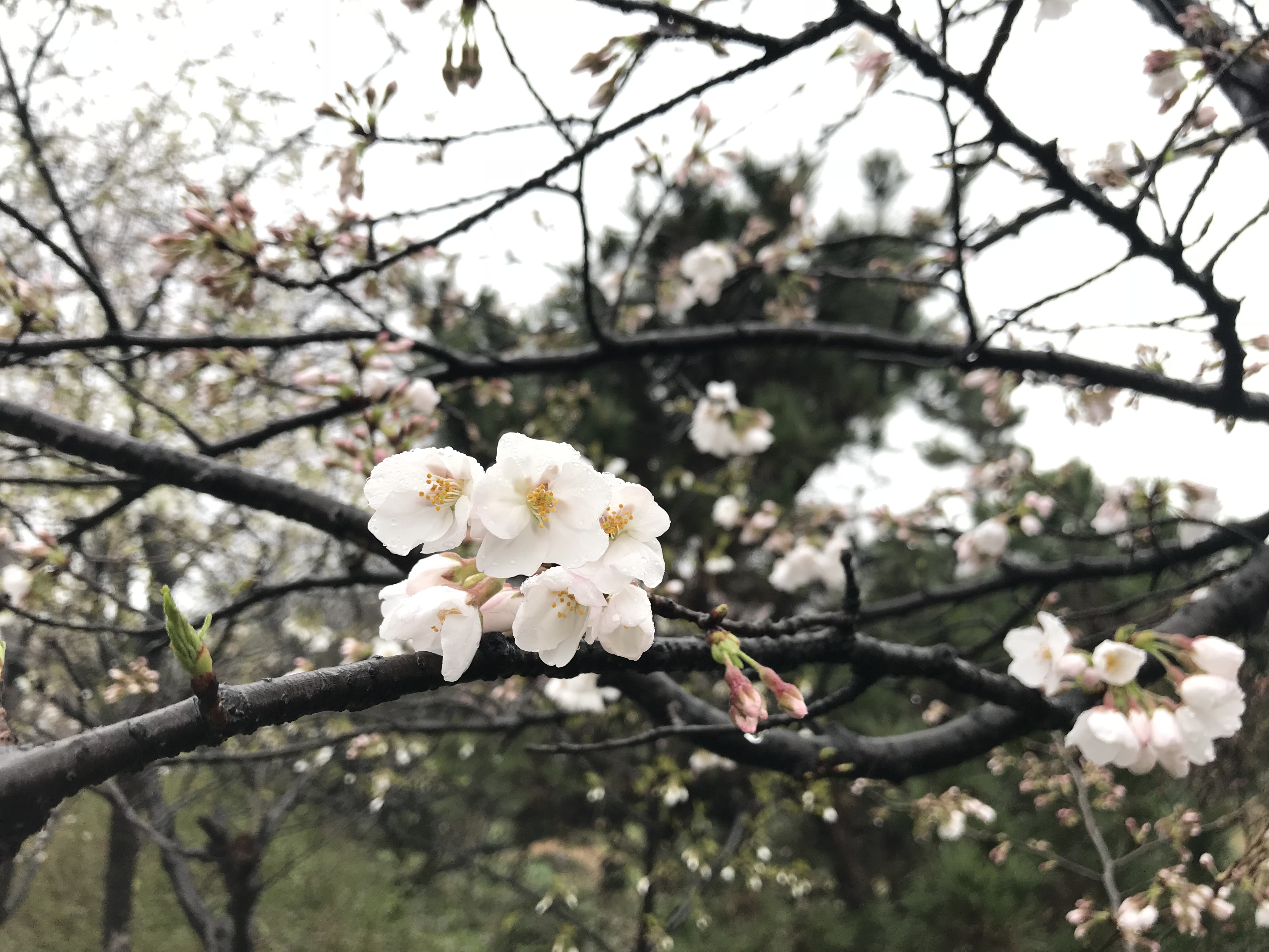 解酒效果很高的药,解酒护肝药物有用吗