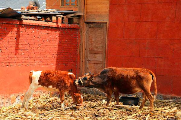 牛犊子是什么意思网络语,牛犊子的意思