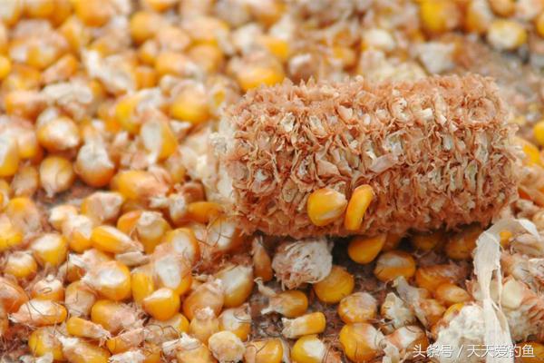 玉米饵料配方野钓测试,野钓最好用的玉米饵料