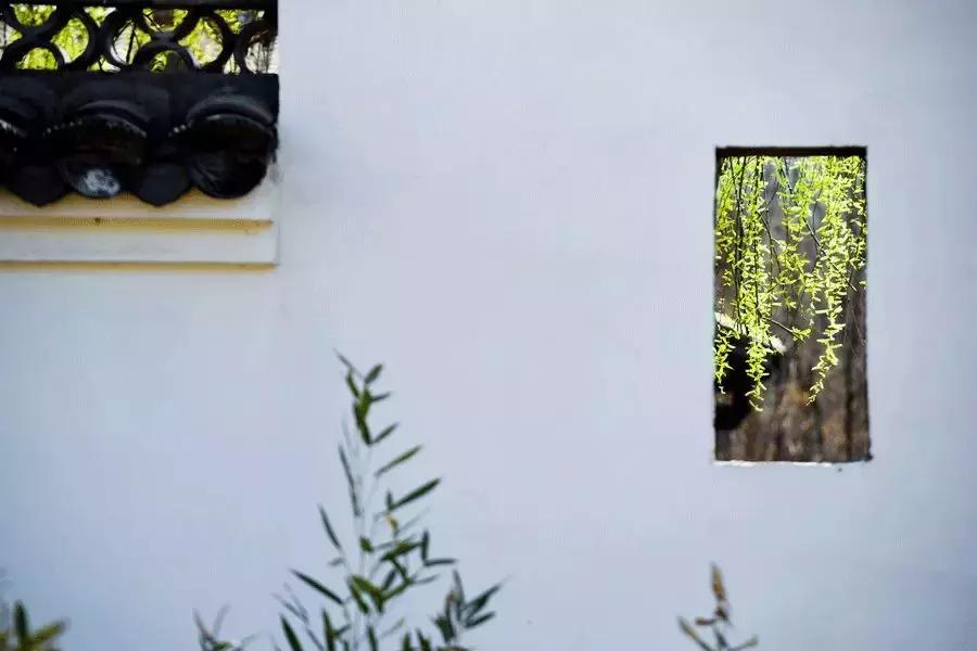 春柳，最平易近人的春色