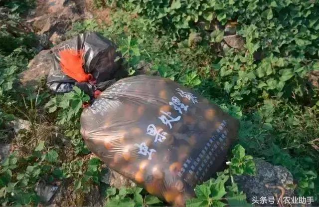 柑橘大实蝇在什么时候开始预防,农业农村局柑橘大实蝇防控方案