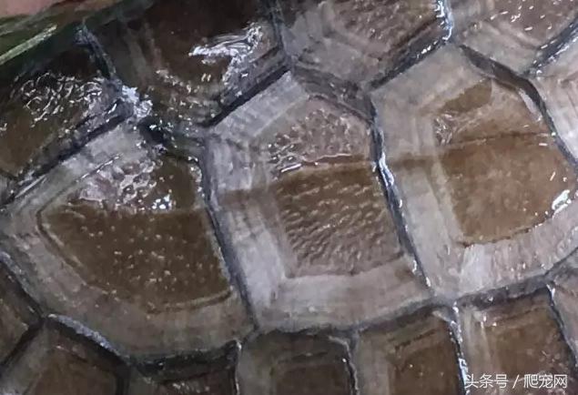 石金钱龟颜色及投资价值的关系