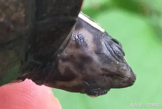 石金钱龟颜色及投资价值的关系