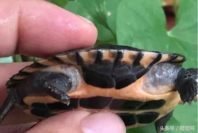 石金钱龟颜色及投资价值的关系