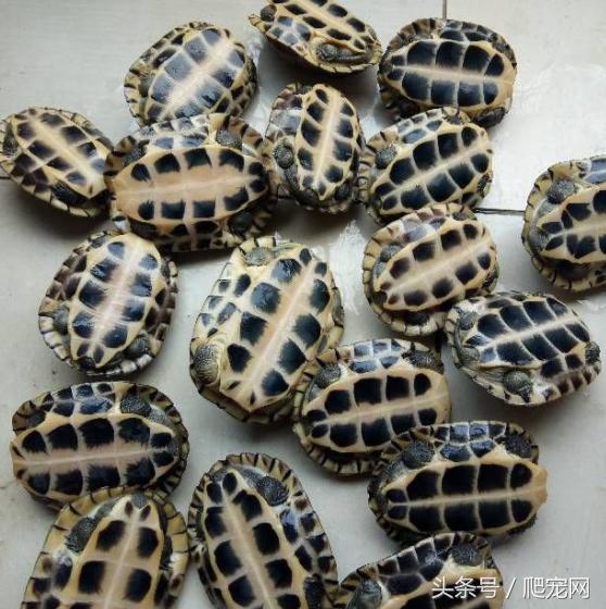 石金钱龟颜色及投资价值的关系