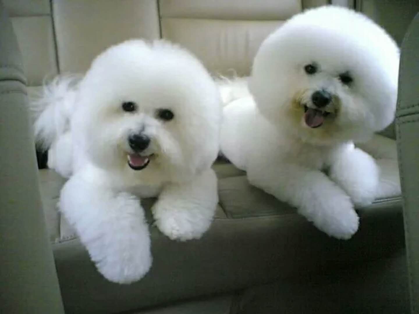 比熊犬咬人怎么训犬,比熊犬训犬视频大全