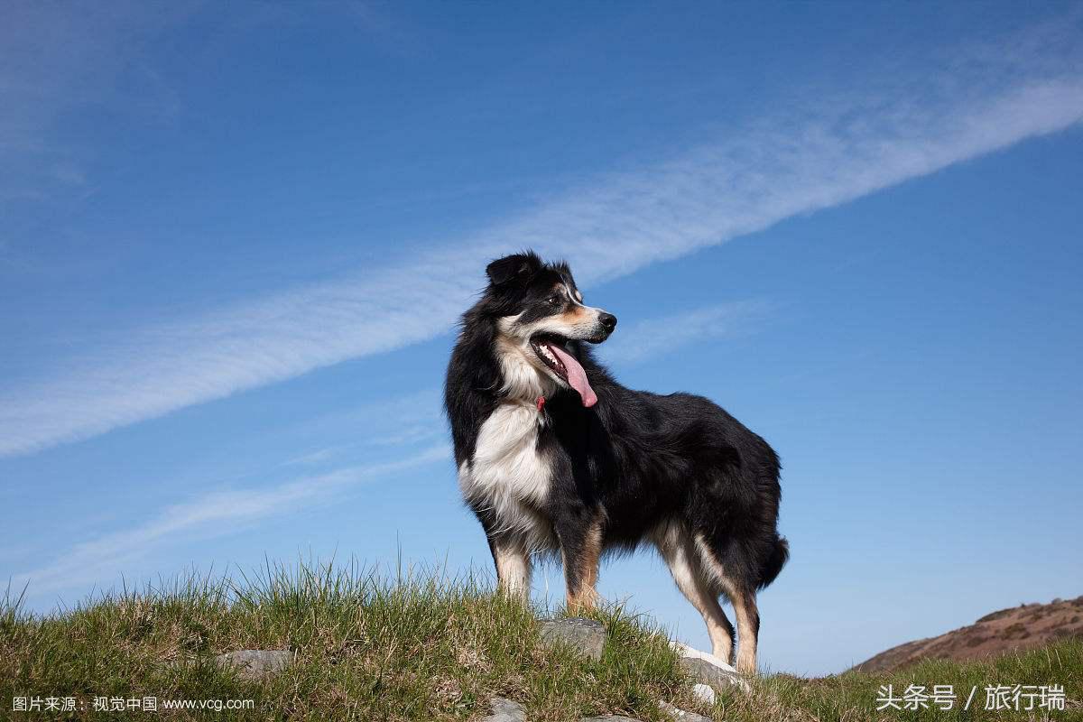 小狗视频可爱超萌金毛犬,金毛最可爱的小狗