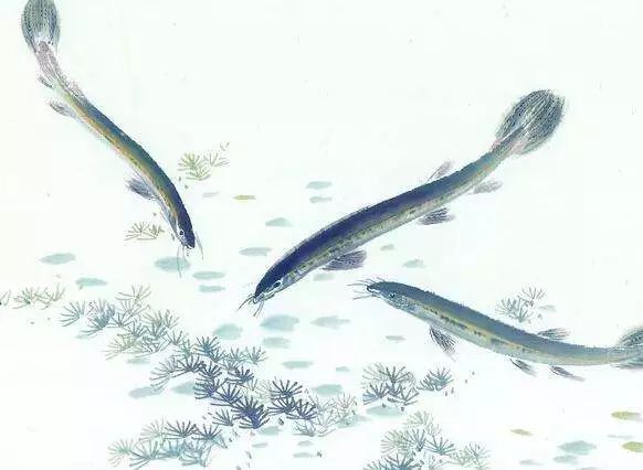 养泥鳅致富卖多少钱一斤,养殖普通泥鳅多少钱一斤