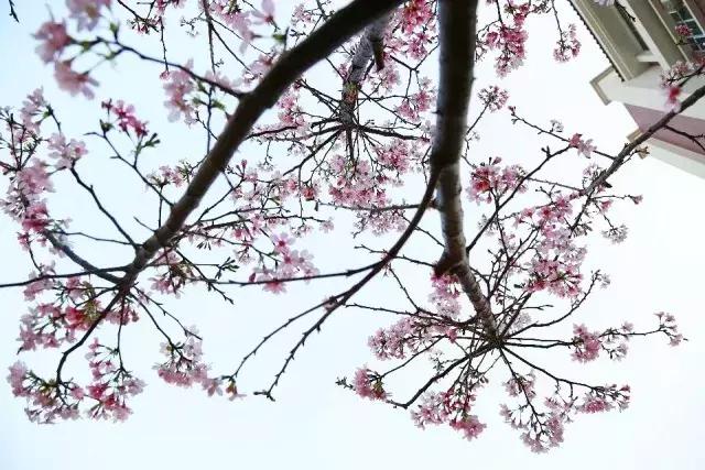 私立华联学院在全国的排名,私立华联学院是正规大学吗