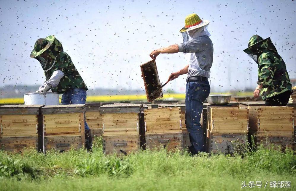 养蜂技术新手养殖蜜蜂须知,蜜蜂养殖蜂群管理