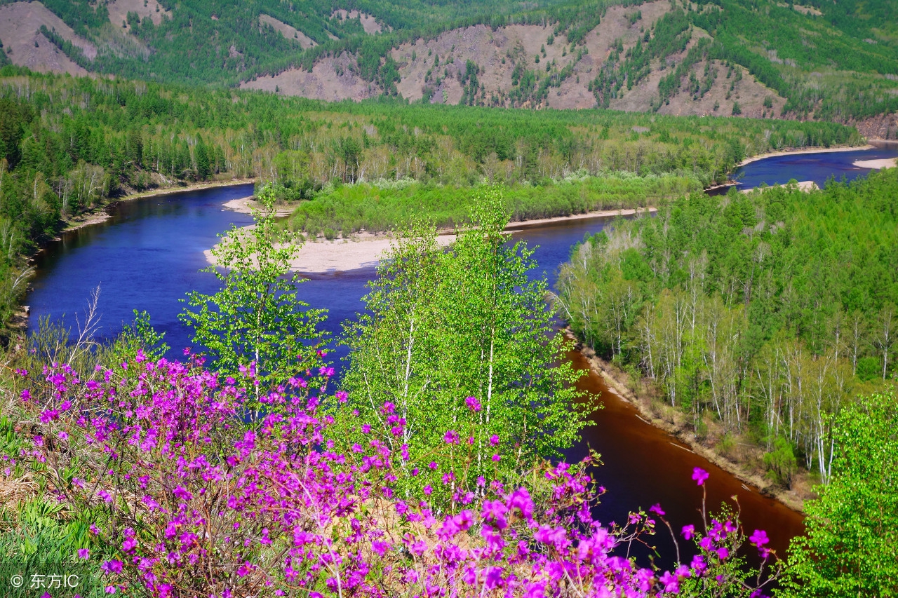 漠河杜鹃花风景图片,感受漠河白桦林的气息和美景