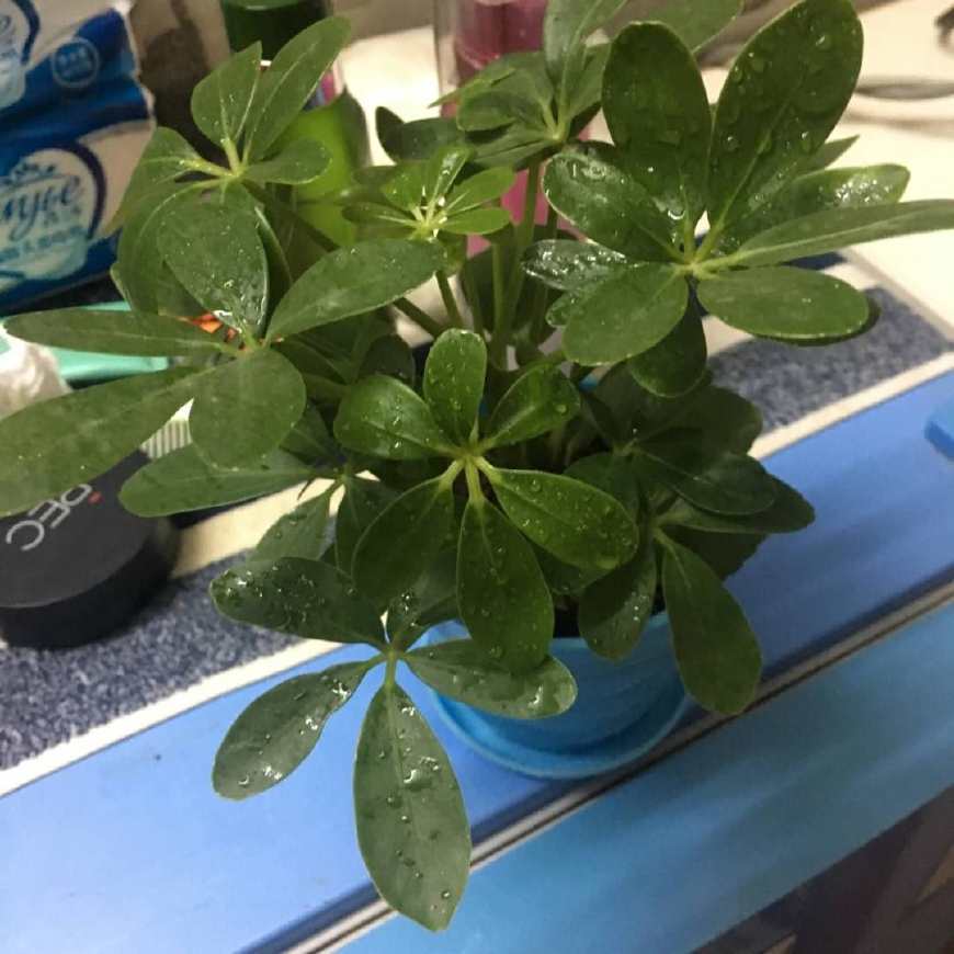 水培鸭掌木枝条，10多天没生根，可能是你忽略了这几点！