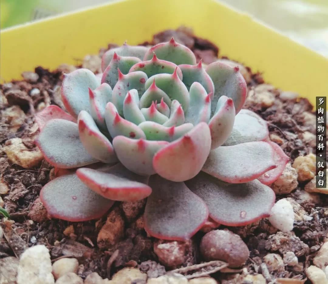 高一女生应该如何培养自己,植物补光灯养多肉心得