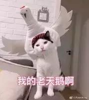 V早报：新进展：药监局:鸿茅药酒为非处方药曾有137例不良反应