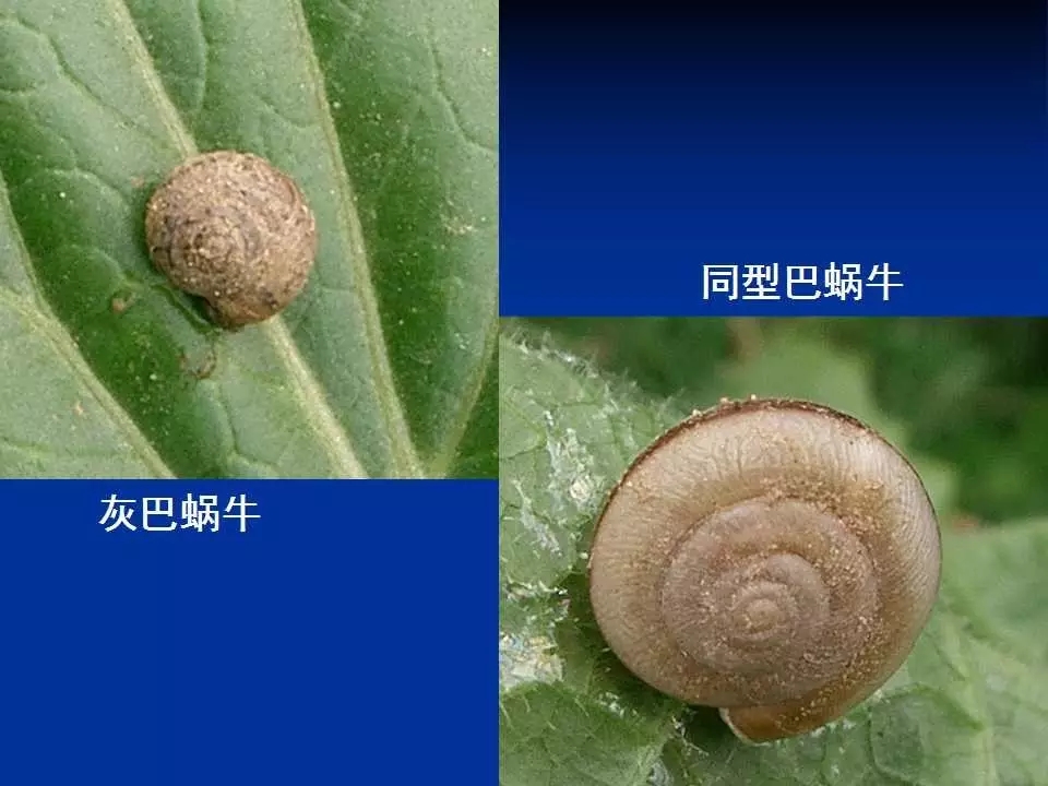 重庆室内常见害虫,储粮害虫常见图片