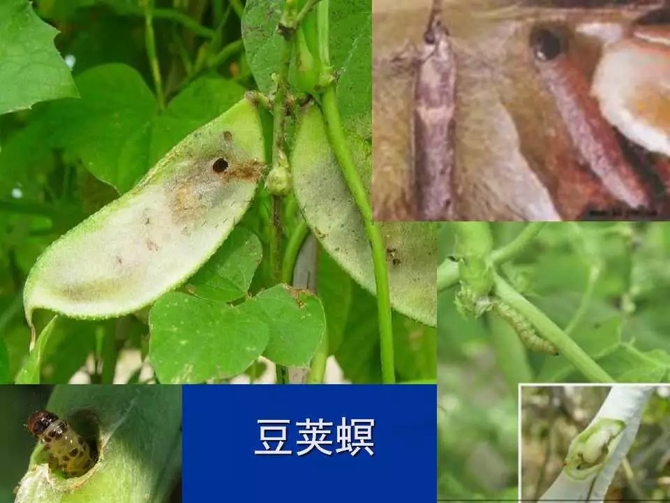 重庆室内常见害虫,储粮害虫常见图片