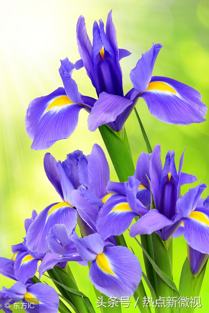 花语大全99种花语你需要了解,关于每种花的浪漫花语