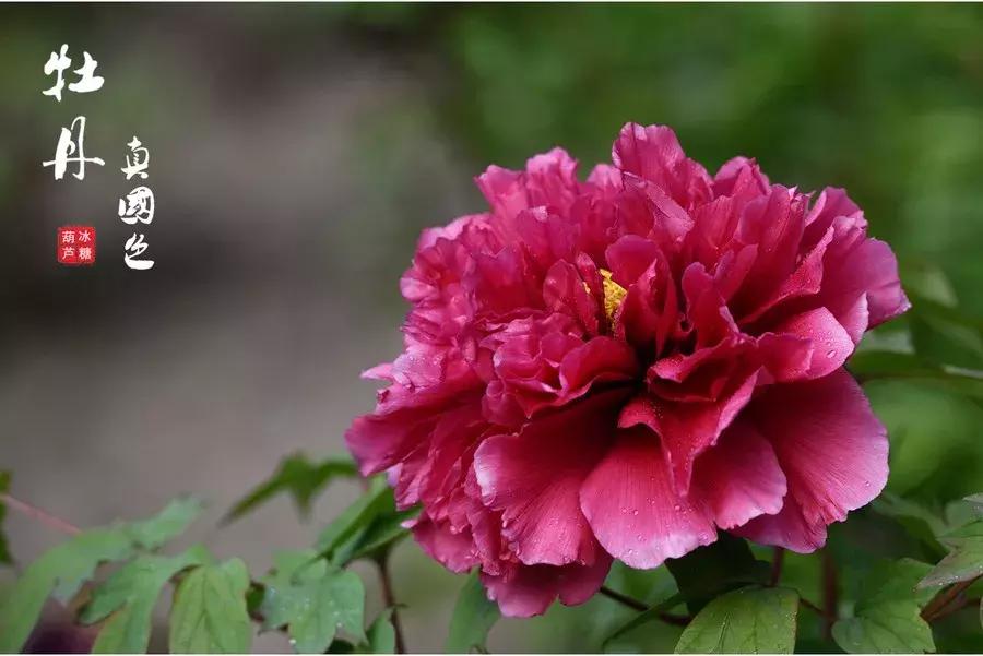 牡丹诗十首花开富贵,赏牡丹诗100首