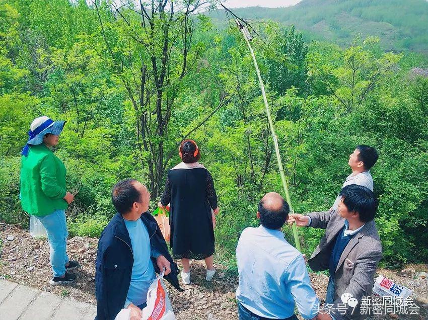 新密市九里山风景区摘槐花,新密超化九里山槐花林