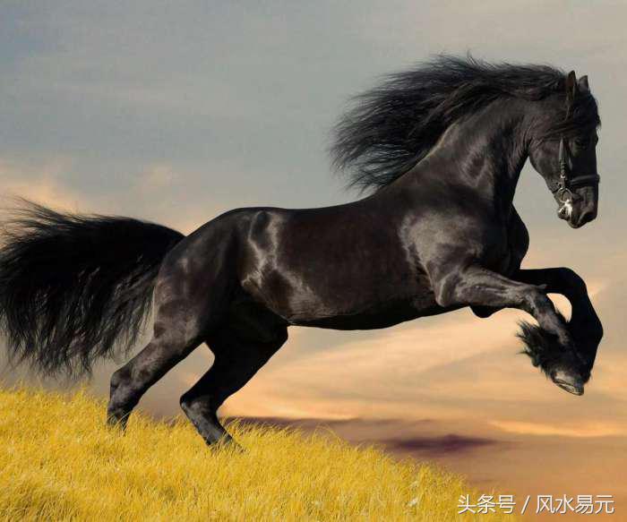 属马2018婚姻运势如何,1978年属马人2024年婚姻运势