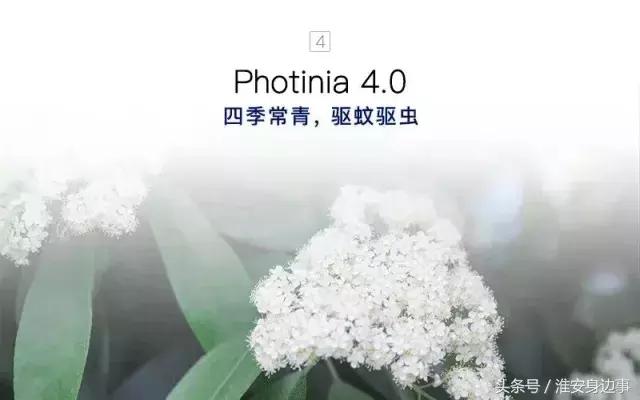 淮安市石楠花,淮安的石楠花