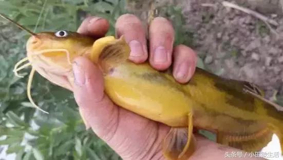 这种鱼一般到夜晚才浮游到水面觅食，钓鱼取钩捉它时容易被刺伤！