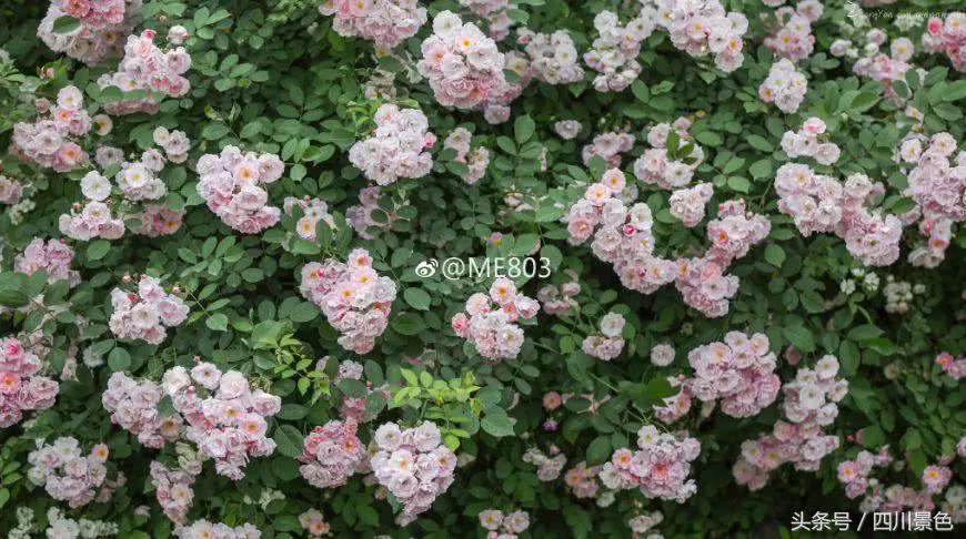 芍药成海，蔷薇满园！成都最快0.5h就到！赏四月的花不走远！