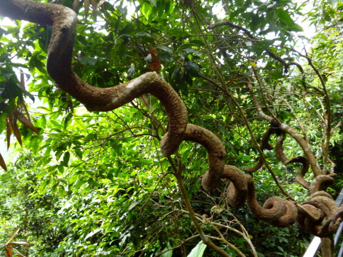 过江龙中草药主治功能,过江龙中药有什么功效作用