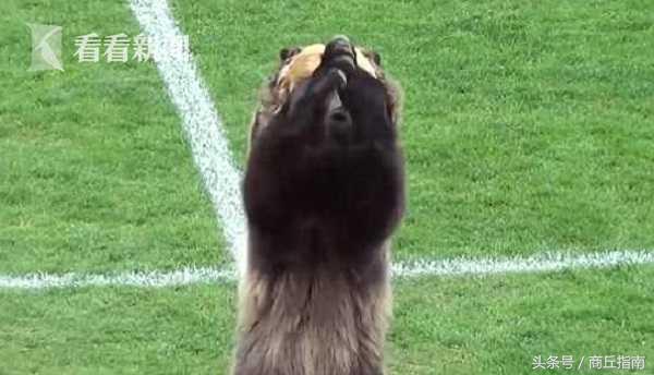 俄罗斯战斗民族足球赛200人打赢,俄罗斯最硬核的一场足球比赛