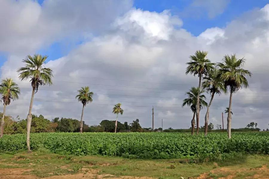 古巴的雪茄烟叶为什么这么特别,古巴雪茄烟种植