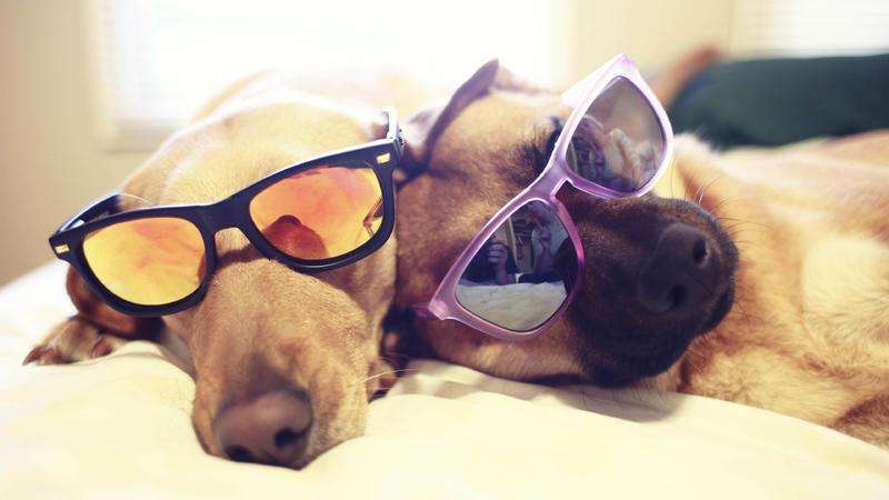 家庭养大型犬注意事项,家庭养犬攻略