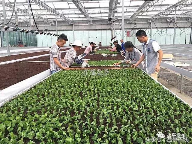 盐亭籍企业迈向国际｜卉菩园艺同荷兰客商签订1200万合作协议