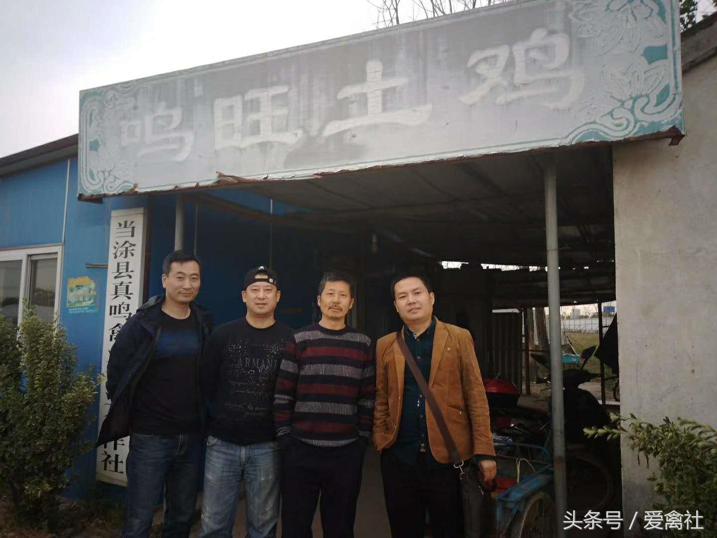 土鸡没有软骨,土鸡是如何养成的