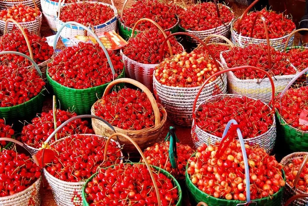 贵阳周边摘樱桃好去处,贵阳摘樱桃的地方有哪些