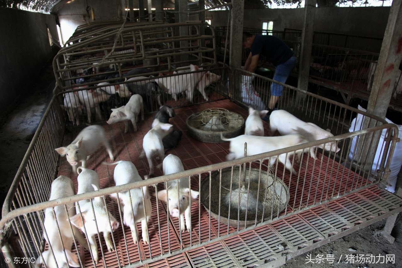 猪场蚊子特别多怎样驱蚊,猪场蚊子太多怎么消灭