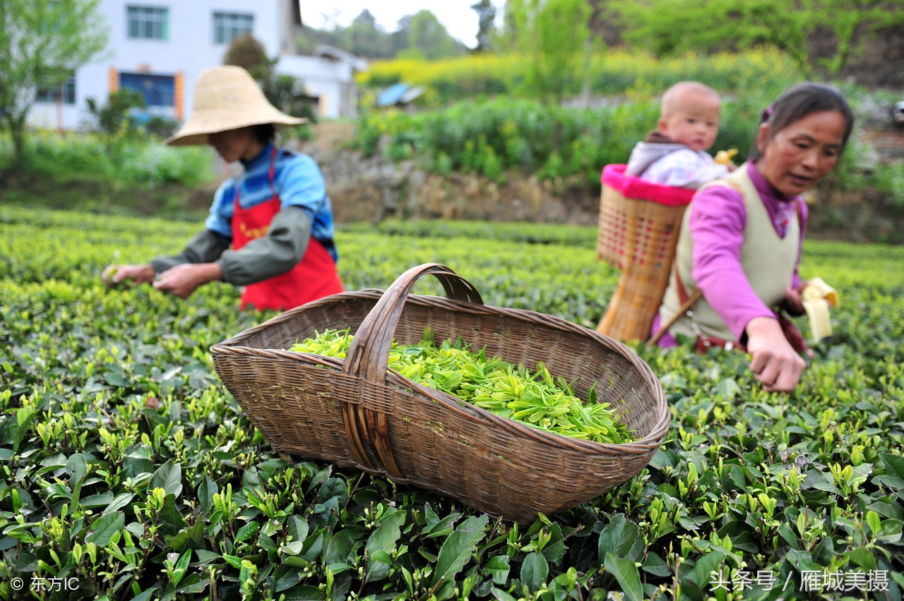 谷雨时节好茶香,谷雨时节茶最香美文
