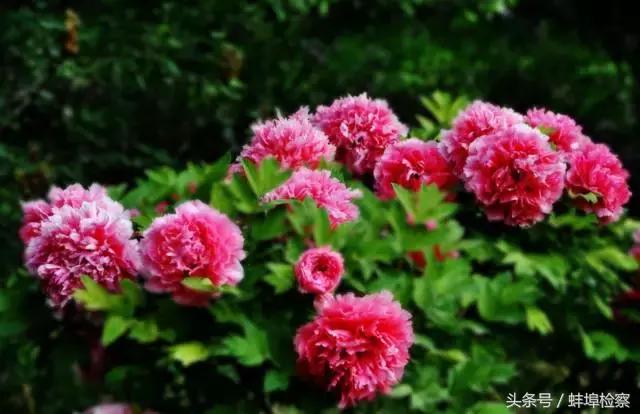 四月的洛阳牡丹盛开的地方,四月洛阳花开满城是花海