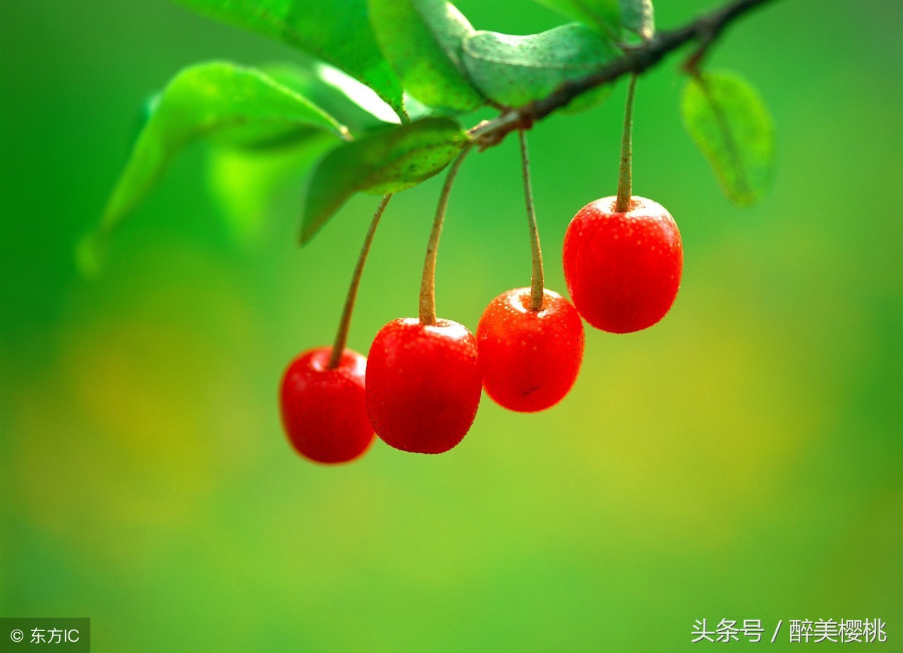 樱桃有什么注意事项,樱桃还没有成熟就掉了是什么原因