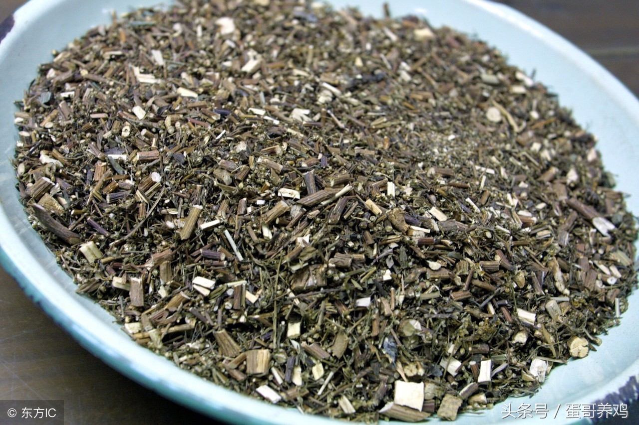 养鸡秘诀：老兽医留下的十六个常见疾病巧用方，养鸡人收藏一下吧