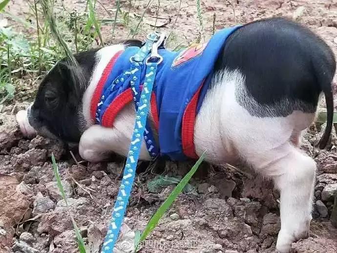 民生｜“小猪佩奇”出事了！大学生寝室养猪被通报，学校：快送走！