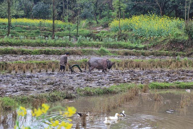 踏春去哪儿,沐川竹海好玩的地方有哪些