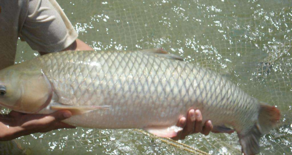 7.2夜钓草鱼用多大吃铅夜光漂,夜钓草鱼绝招海竿